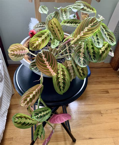 Prayer Plant Care, Propagation, and More | Sprouts and Stems