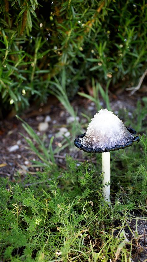 Mushroom on a chamomile lawn | Scrolller