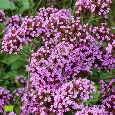 Buy hardy perennial Verbena Verbena 'Lollipop' - Organic purple - Hardy
