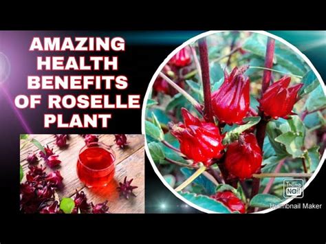 Roselle Plant Health Benefits