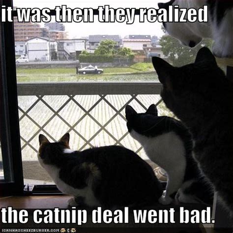funny pictures cats realize catnip deal   bad flickr