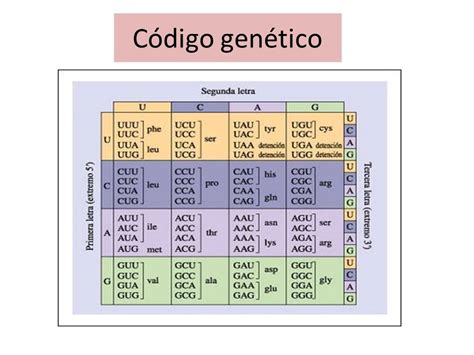 Tabela De C Digo Gen Tico