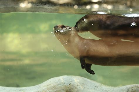 River Otter - Roger Williams Park Zoo