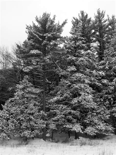 Snow Flocked Trees Cyndy Sims Parr Flickr