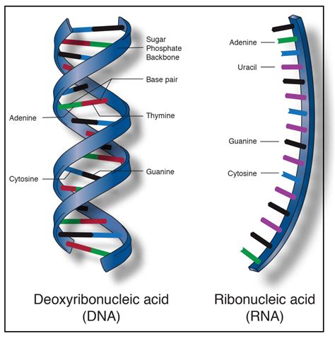 Molecular Basis Of Heredity High School Science Online Science