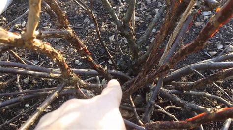 Pruning A Red Currant Bush Planning 1 Youtube