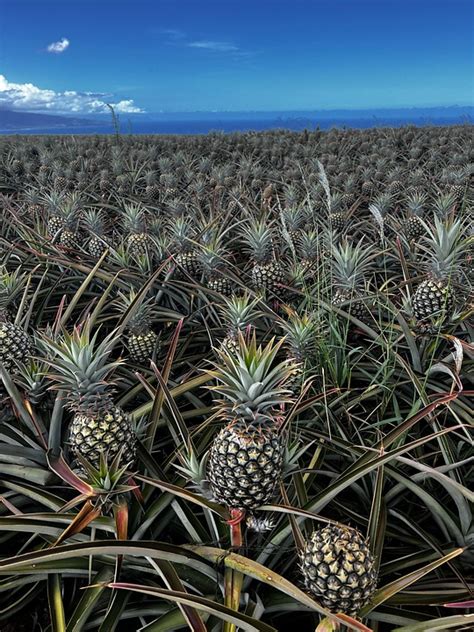 pineapple fruit plantation  photo  pixabay pixabay