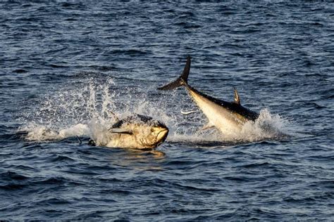 Portugal Defende Maior Quota De Pesca De Atum Patudo Para Madeira E