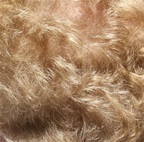 Hairy Blonde Stock Photos Free Royalty Free Stock Photos From Dreamstime