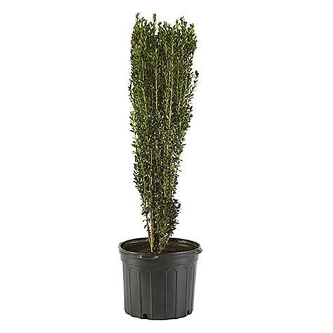 Holly Sky Pencil Live Shrubs With Evergreen Foliage