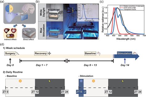 a) Schematic diagram of the biological mechanism related to circadian ...