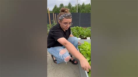 Салат Молодо-зелено #сад #дача #огород #семенаалтая - YouTube