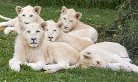 White Lions - White Lions Photo (32808037) - Fanpop