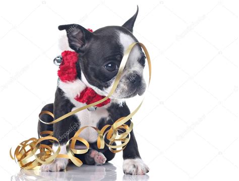 Photos: boston terrier funny | Funny Boston Terrier — Stock Photo ...