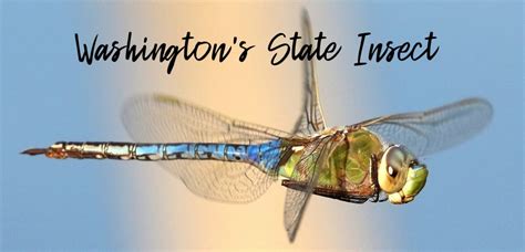 State Insect Of Washington Lesson The Green Darner Dragonfly Owlcation