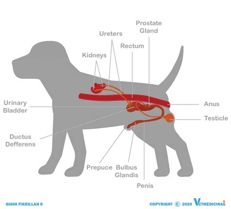Anatomi Organ Reproduksi Ternak Jantan Pdf Asriportal Com Riset