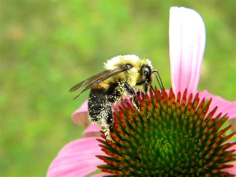 Bumble bees in our garden | Pinning Block