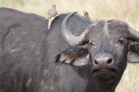 Secret Safari Season in Tanzania’s Northern Circuit