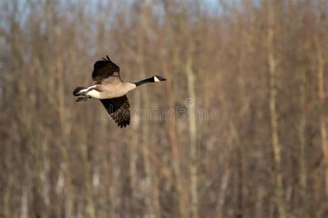 Canada Goose is Migrating in Early Spring Over Bald Trees Stock Photo ...