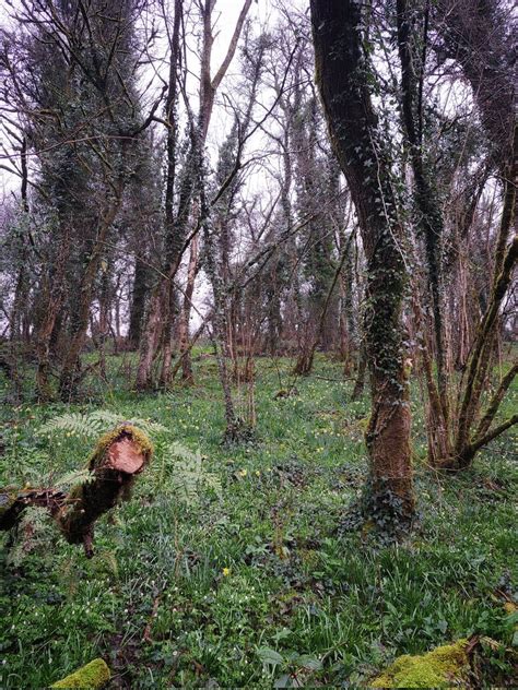 Louvain Rees On Twitter Coed Y Bwl