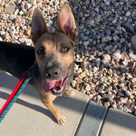 Pinal County Animal Care and Control - Look at this nice sit 🐶 Max