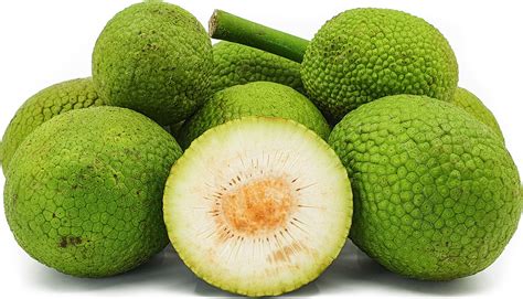 Ulu Fruit Information and Facts