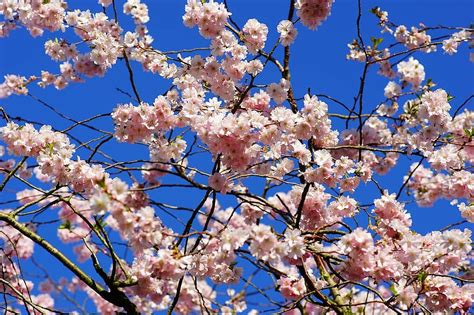 Cherry Blossom Japanese Cherry Smell Blossom Bloom Japanese