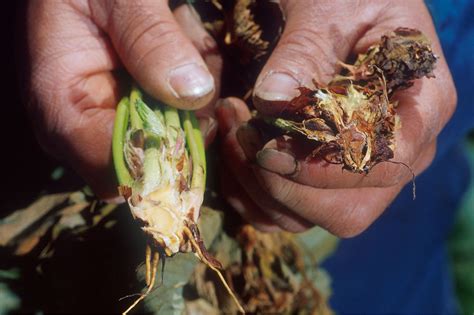 Verticillium Wilt | USU