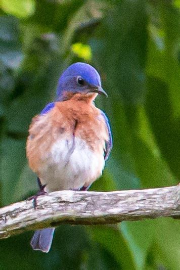 Bluebird Box - Bluebird_Box Home Page