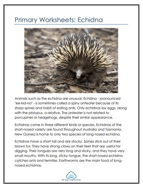 Primary Worksheets: Echidna - Mr. Greg