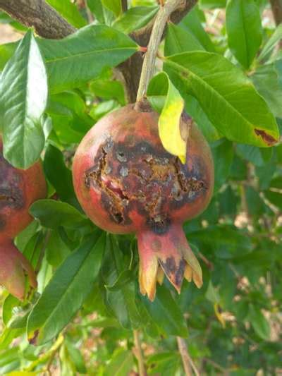 Which Diseases Shown In Pomegranate Fruit Community Plantix