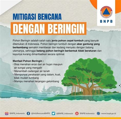 Bpbd Infografis Mitigasi Vegetasi Area Pesisir