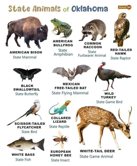 List Of Animals That Live In Oklahoma And Its State Animals Photos