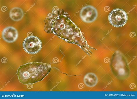 Cerveau Consommation Du Fowleri De Naegleria D Amibe Illustration Stock