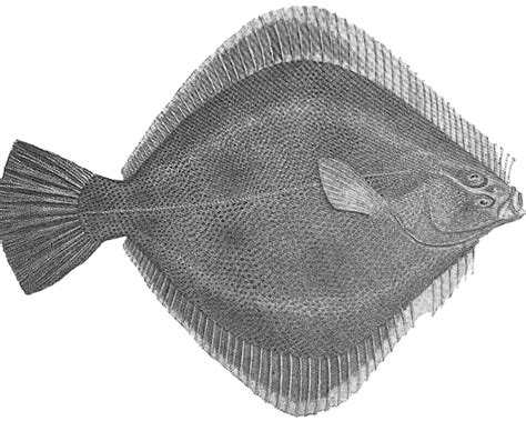 New Zealand sand flounder - Facts, Diet, Habitat & Pictures on Animalia.bio