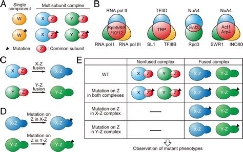 Roles Of Common Subunits Within Distinct Multisubunit Complexes PNAS