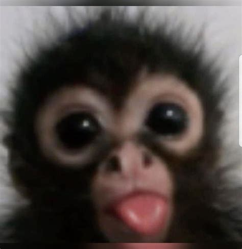 Monkey Monkey Scared  Monkey Monkey Scared Scream Discover Share