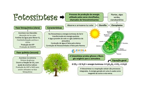 Porque A Fotossintese É Importante - Mapa Mental De Fotossintese - FDPLEARN