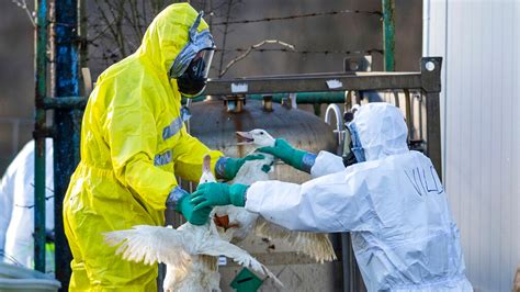 New Bird Flu Has The Potential To Infect Humans Ministry Of Health Urges Public To Be Cautious