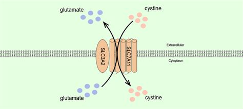 structure  slca  light chain subunit slca   heavy