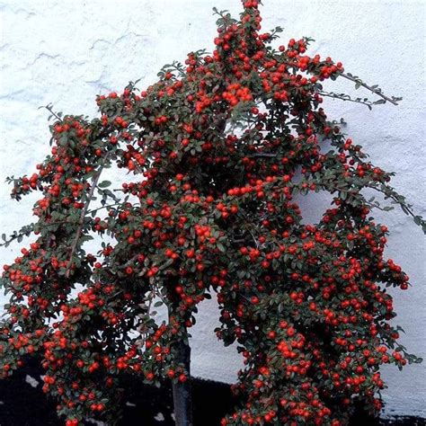 Кизильник гибридный Стокгольм. (Cotoneaster suecicus Skogholm) НА ОПОРЕ ...