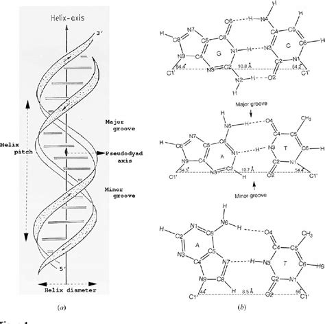 Figure 1 From A Glossary Of Dna Structures From A To Z Semantic Scholar