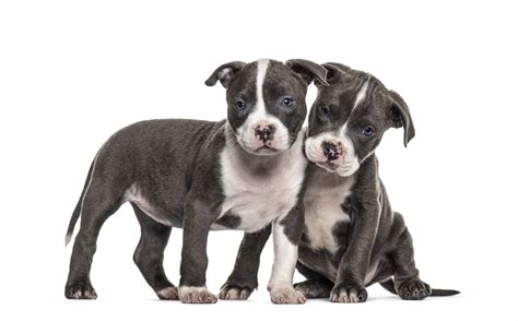 Pit Bull Terrier Dog For Adoption Jada , An American Staffordshire