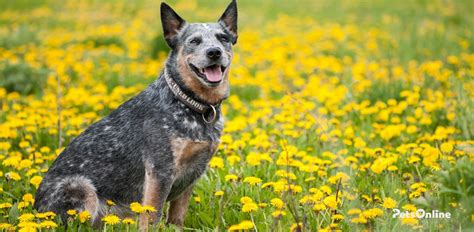 Australian Cattle Dog Training Guide Crate Toilet And More Tips