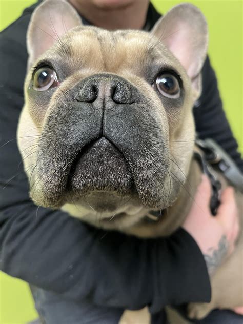 Charlie pre-op & post-op for nares, soft palate surgery and neutering. : r/Frenchbulldogs