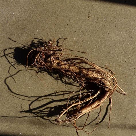 Bare Root Plants How To Grow Bare Root Hollyhocks Gardening Know How