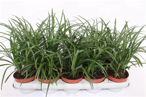 Liriope spicata — Plant Wholesale FlorAccess