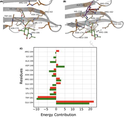 Molecular Determinants Of Galectin Ligand Recognition A Key