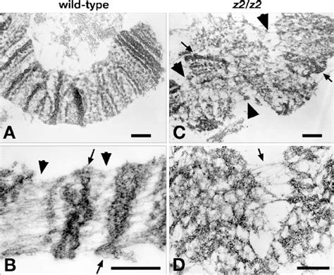 A D Ultrastructure Of Polytene Chromosomes A B Tem Micrographs Of