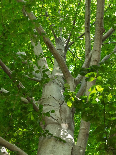 european beech central park conservancy